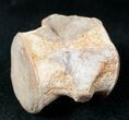 Champsosaurus Vertebrae (Cretaceous Reptile) #12700-1